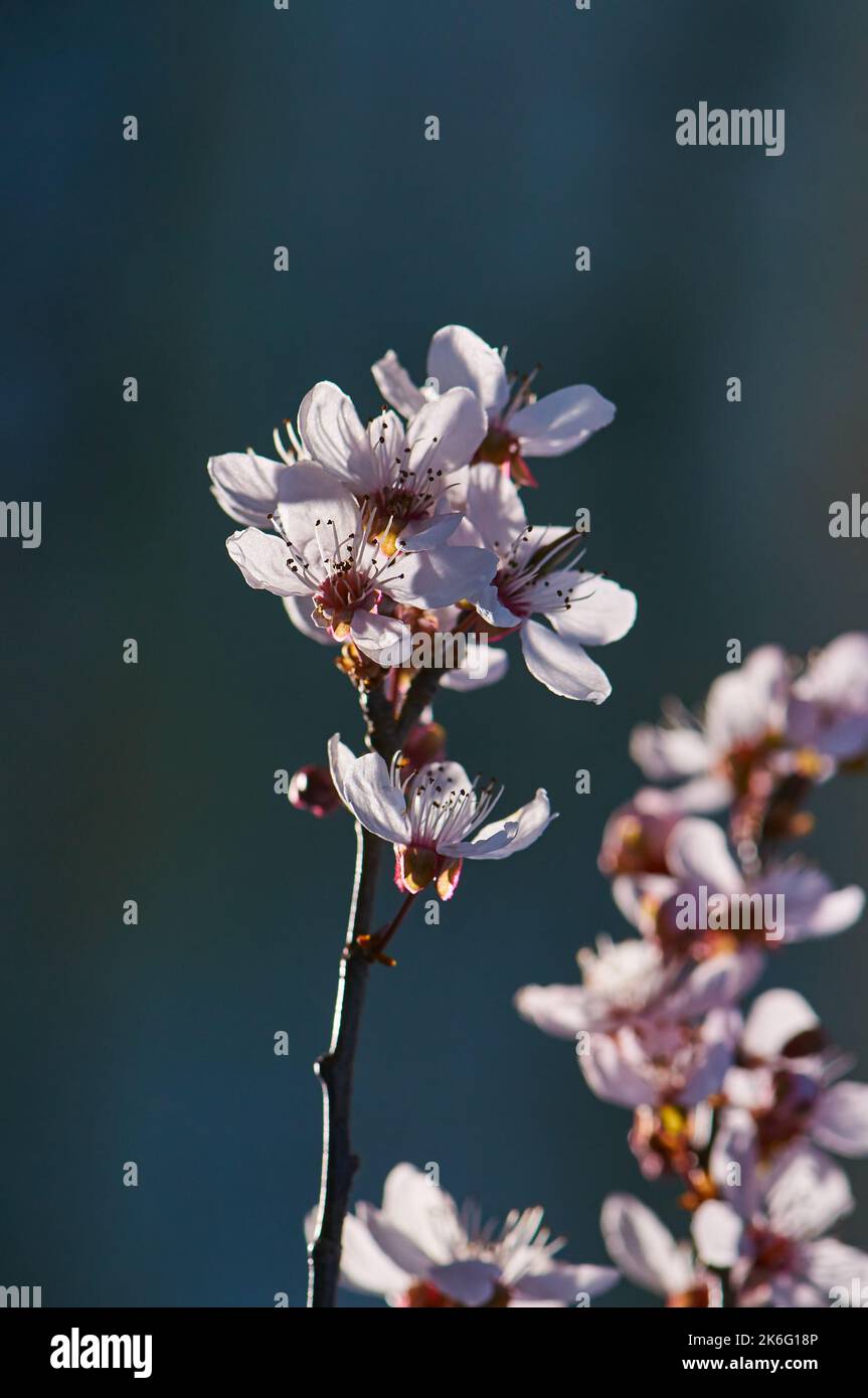 Kirschblüten-Ast-Detail Stockfoto