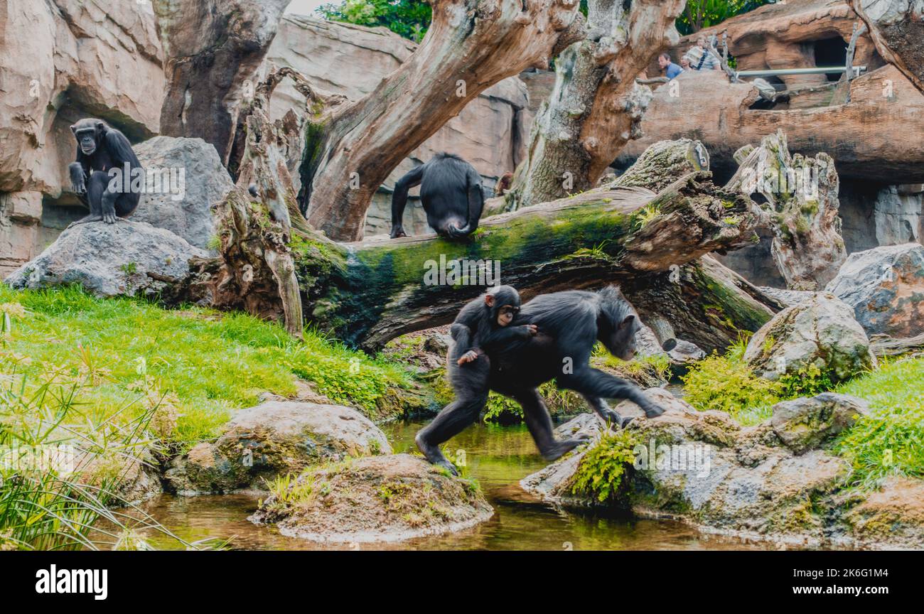 Familiengruppe von Schimpansen (Pan paniscus), Eltern, die Babyschimpansen in einem Park Stockfoto