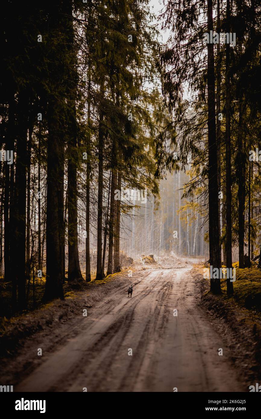 Vertikales Foto einer Pinienallee im Nebelhintergrund Stockfoto