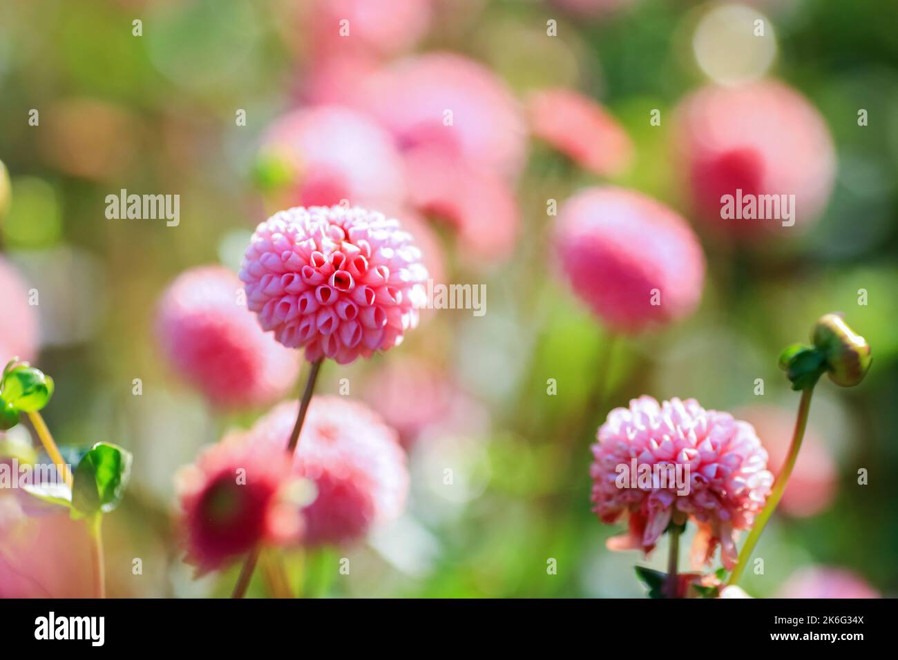 Dahlia gehört zur Familie der Compositae (auch als Asteraceae