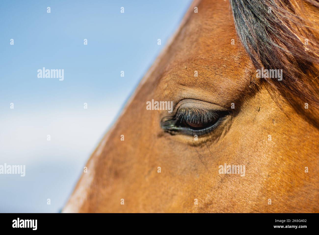 Nahaufnahme des Pferdeauges von der linken Seite Stockfoto