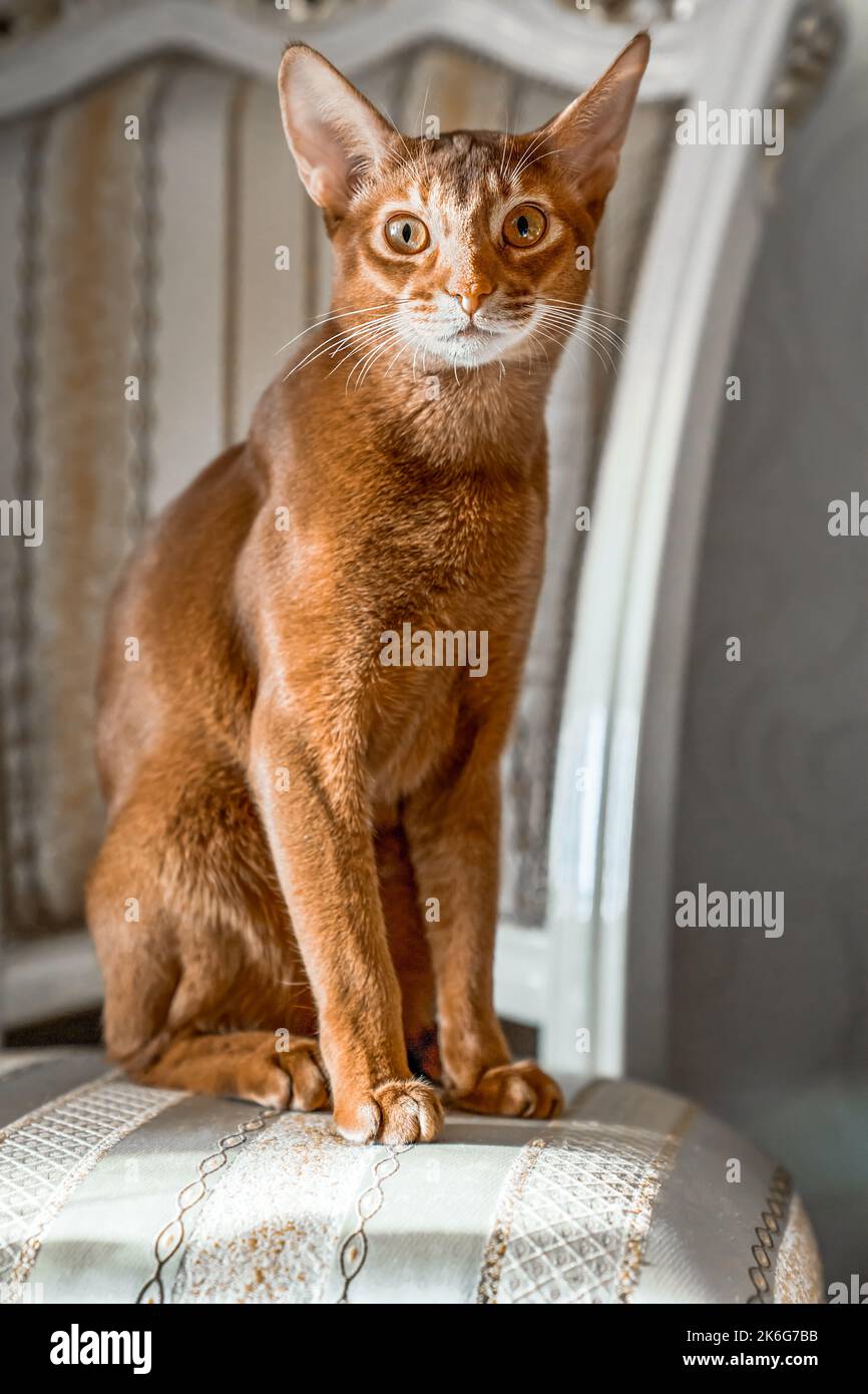PED Katze der Abessinier Rasse sitzt auf einem Stuhl wie eine Statuette. Sein Blick richtet sich auf die Kamera. Hochformat Stockfoto