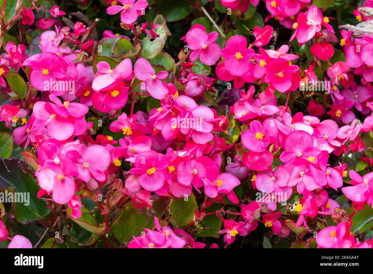 Begonia semperflorens eine jhrlich im Sommer blhende Pflanze mit einer  roten, rosafarbenen Sommerblte, die allgemein als Wachs-Begonia bekannt  ist, Stockfoto Stockfotografie - Alamy