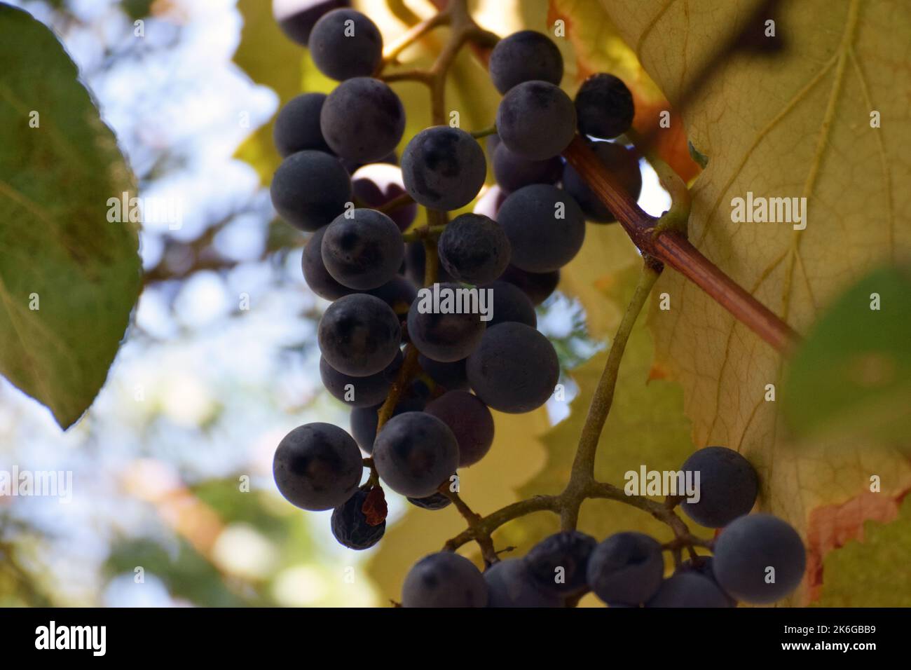 Fleischige, schwere Isabella reifte Trauben von dunkelviolettroter Farbe, die auf der Rebe hingen und darauf warteten, für die Tisch-, Saft- oder Weinproduktion gelesen zu werden. Stockfoto