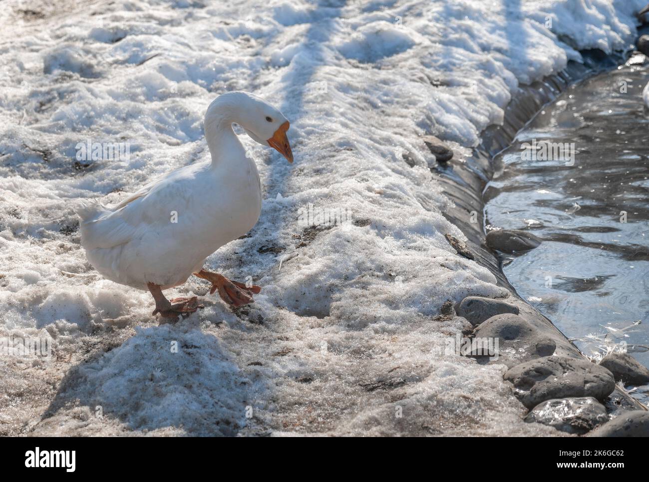 Weiße Gans am Teich im Winter. Weiße gefiederte Hausgänse, die im