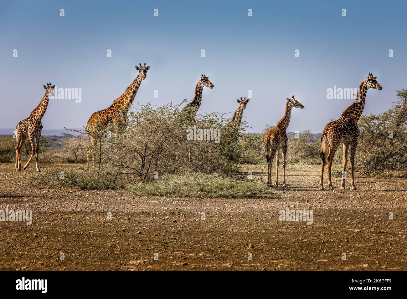 Viele lange Hälse. Eine Gruppe von Giraffen im Serengeti Nationalpark, Tansania Stockfoto