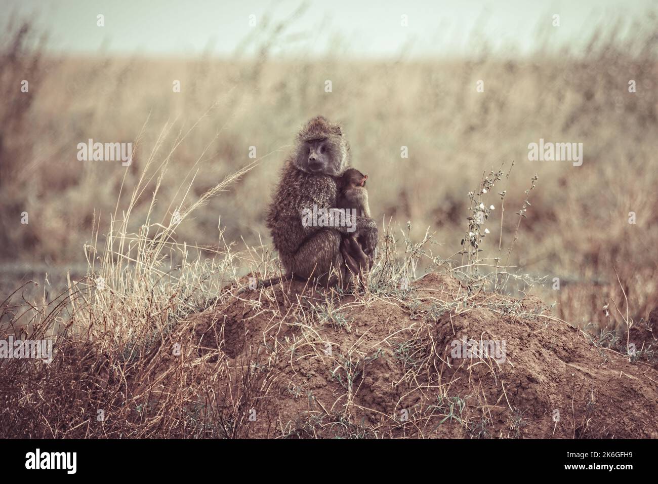 Eine Pavianmutter mit ihrem Baby, das auf dem Boden sitzt, Serengeti Tansania Stockfoto