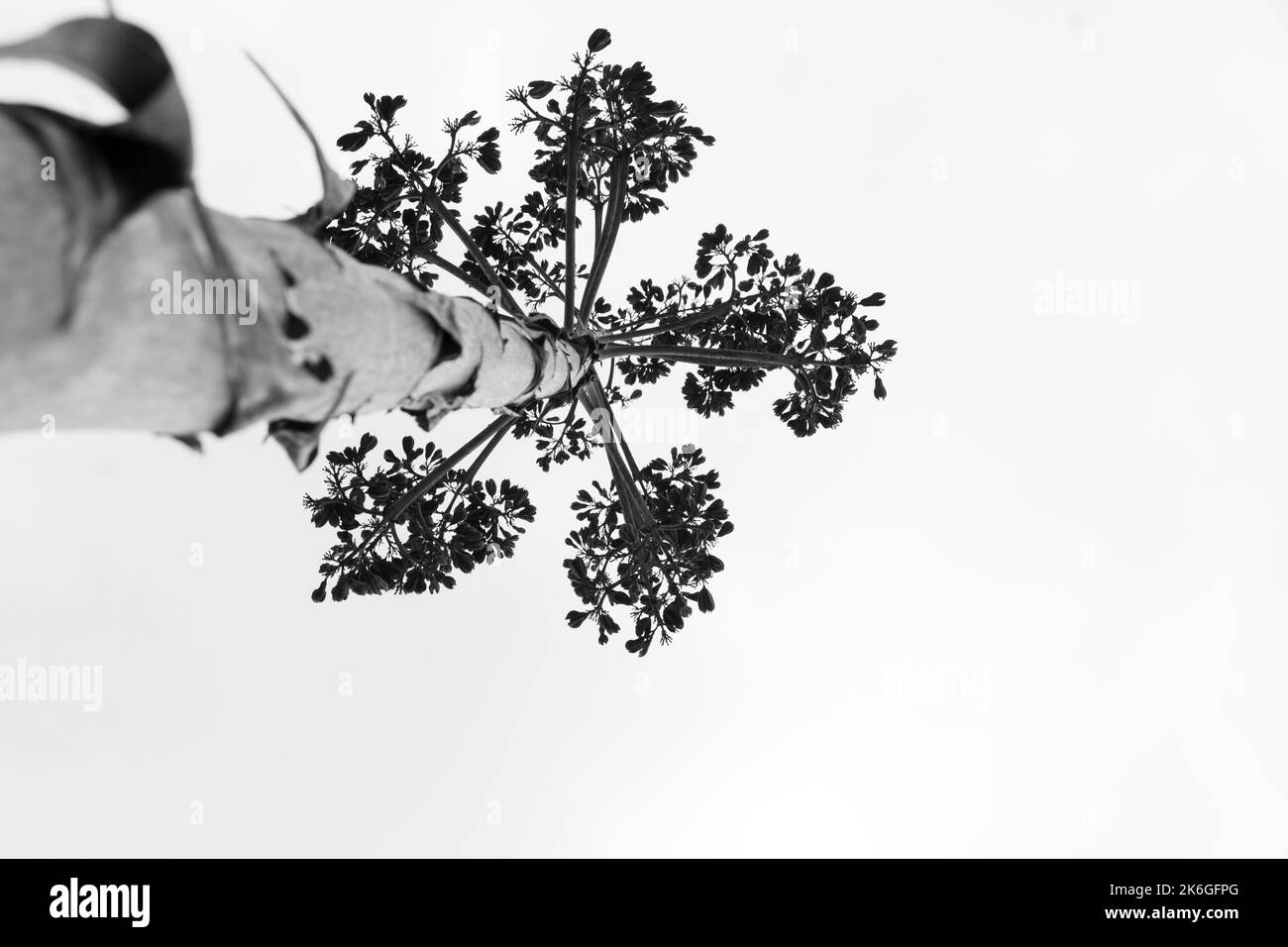 Schwarz-weiße Aufnahme von Agave salmiana vertikalen floralen Stiel in Silhouette. Low-Angle-Ansicht. Stockfoto
