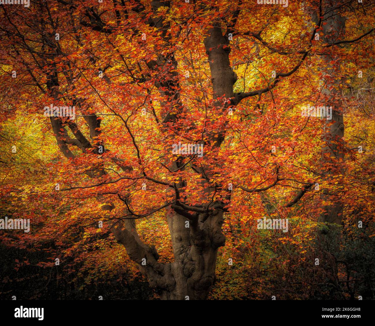 Eine schöne Aussicht auf Herbstbäume im Wald in Burnham Beeches, England Stockfoto