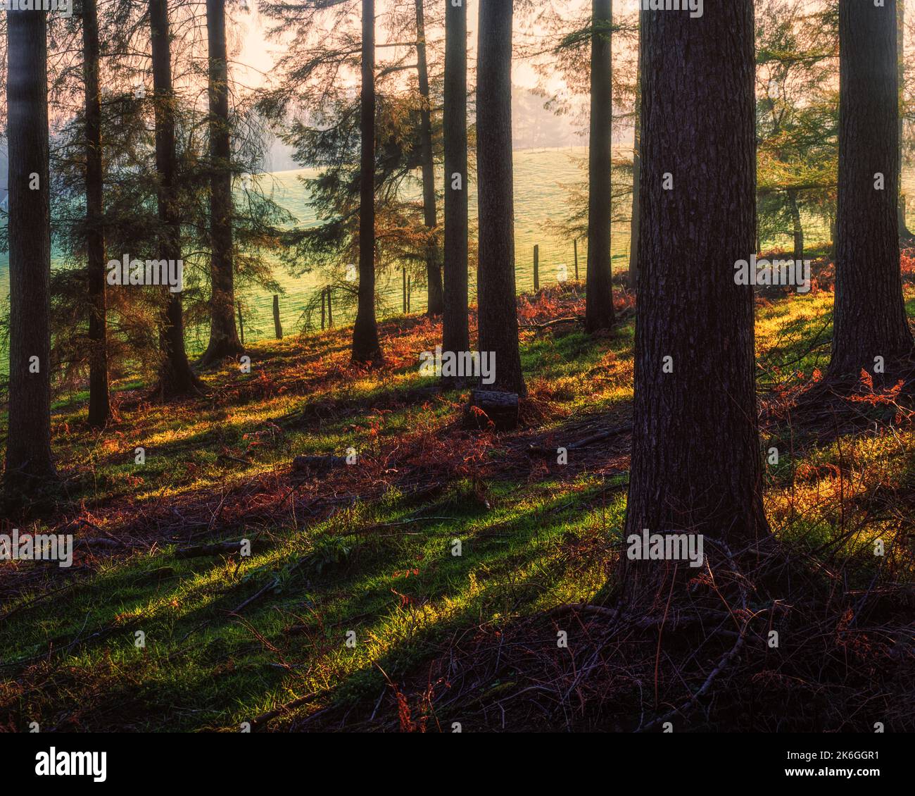 Eine schöne Aussicht auf Bäume im Wald in Cannock Chase, Staffordshire Stockfoto