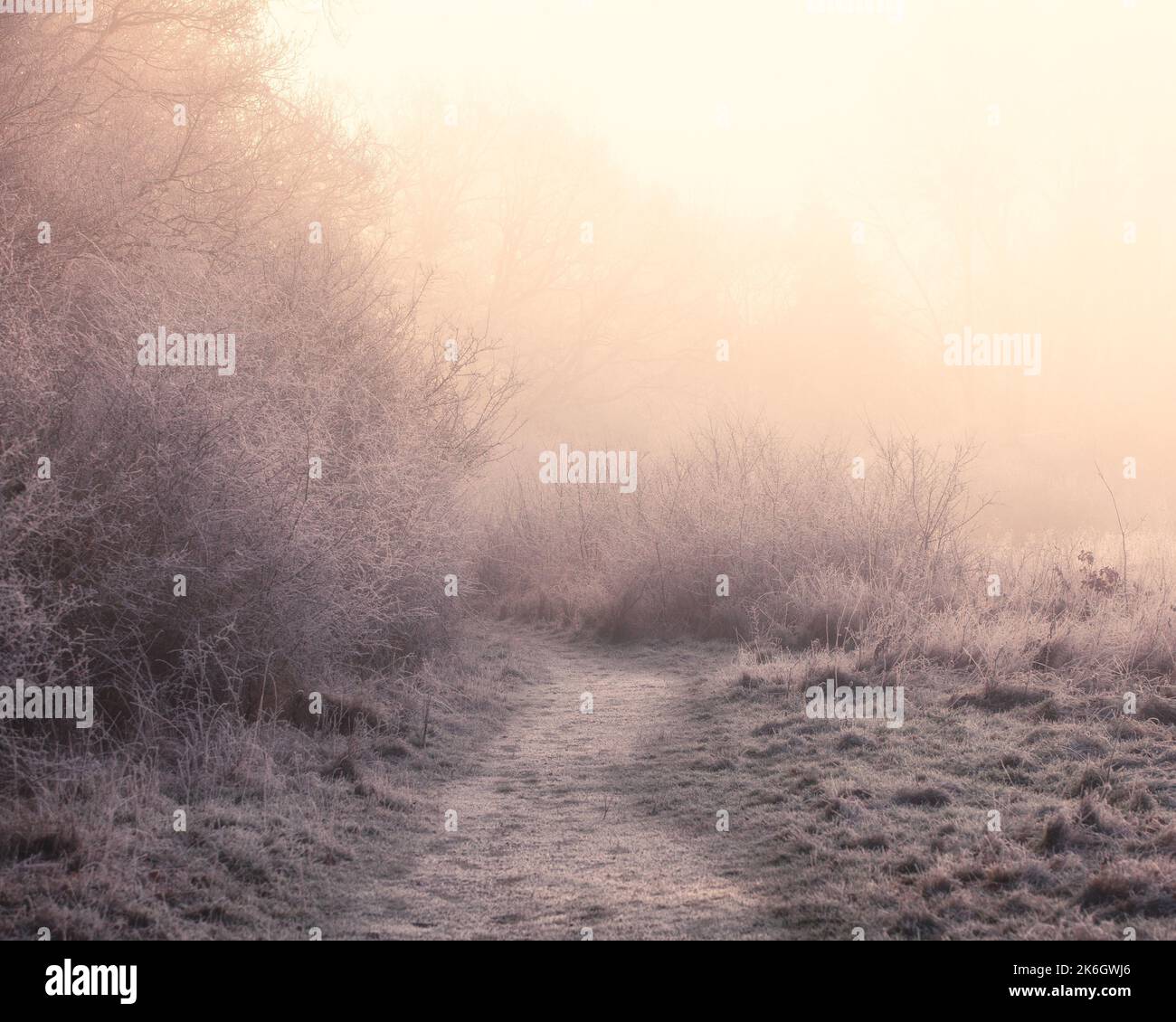 Ein nebliger Morgen in Broxbourne Woods, Hertfordshire, Großbritannien Stockfoto