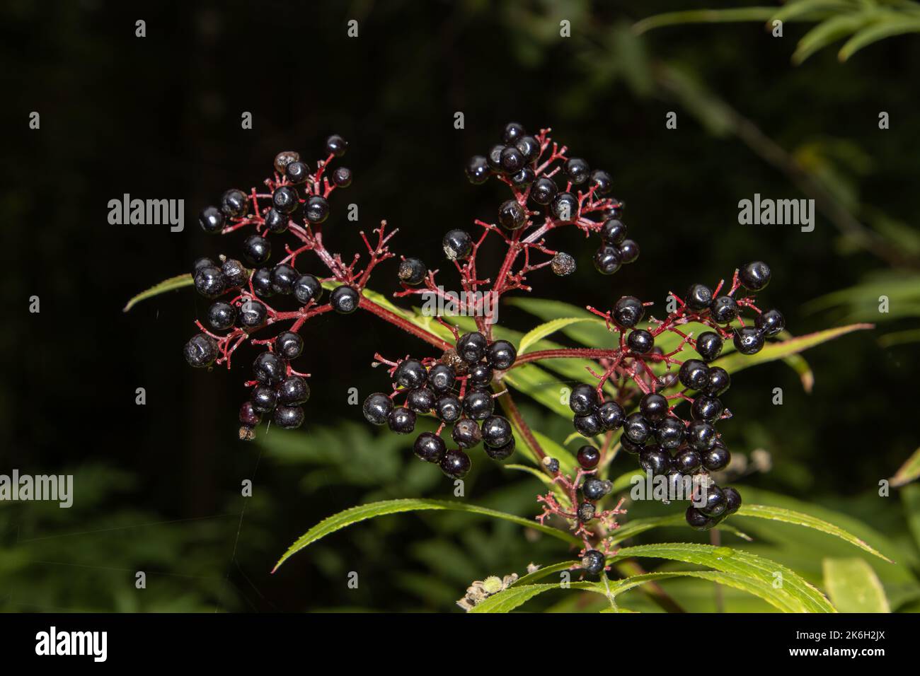 Schwarze Beeren von Danewort, auch Sambucus ebulus genannt Stockfoto