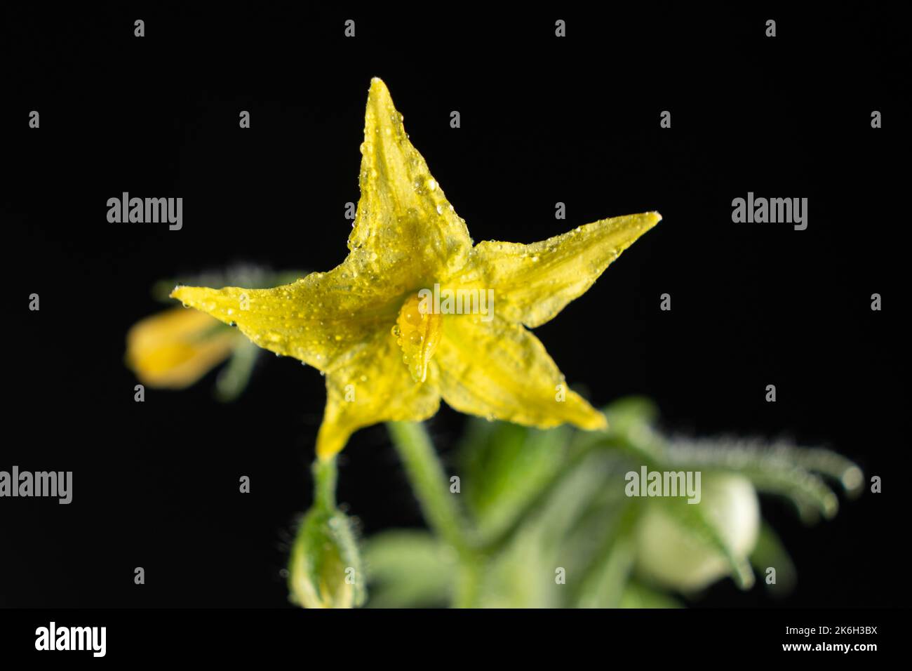 Tomaten aus Samen anbauen, Schritt für Schritt. Schritt 11 - erste Blumen und erste Tomate Stockfoto