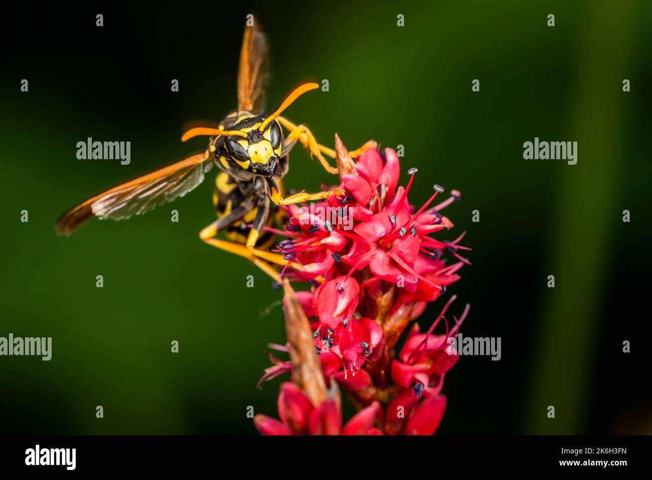 Nahaufnahme einer europäischen Papierwaspe, die in einem Garten im Hinterhof von Blume zu Blume pflügt. Stockfoto