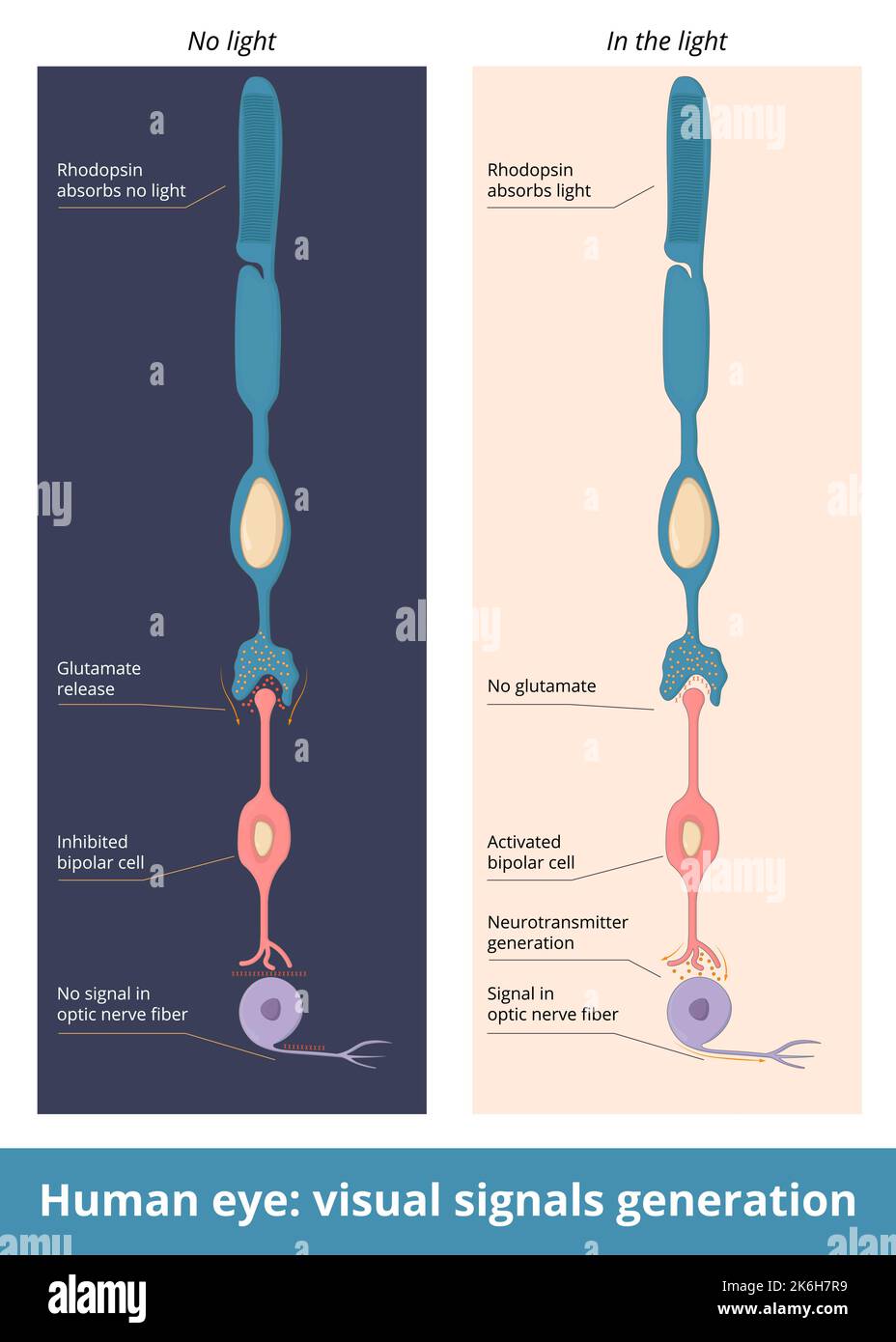 Menschliches Auge: Erzeugung visueller Signale. Schematische Darstellung der Nervensignalbildung von Rhodopsin zu bipolaren Zellen und Ganglienzellen. Stock Vektor