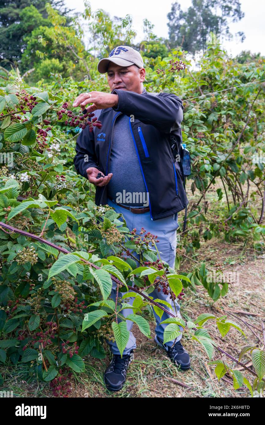 Ein Latino pflückt Brombeeren in Gachativa, Kolumbien Stockfoto