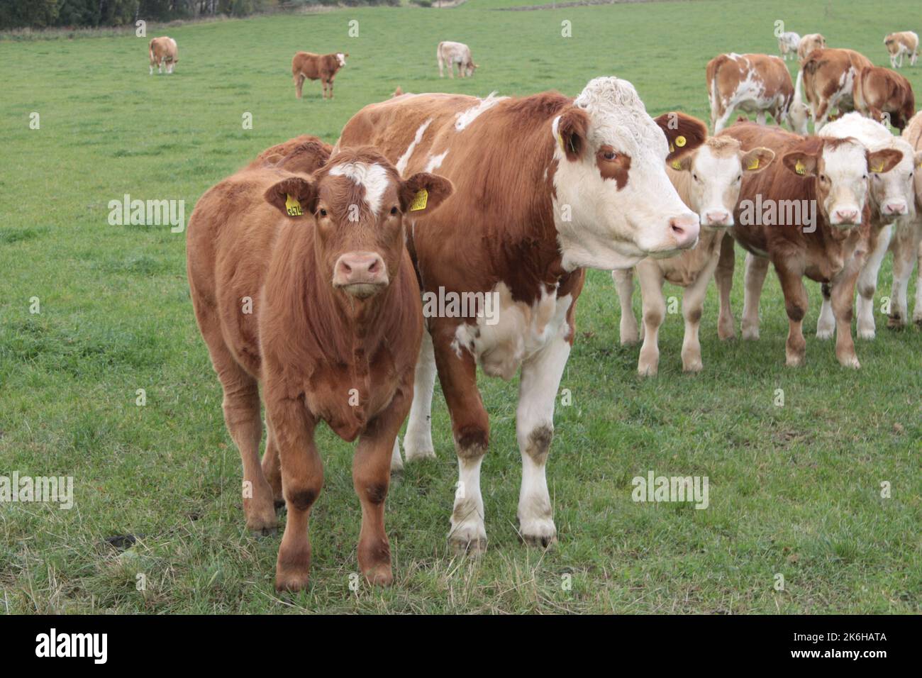 Herde von Ayrshire Kühen in einem Féd. Braune und weiße Milchkühe. Kühe zum Melken gezüchtet Stockfoto