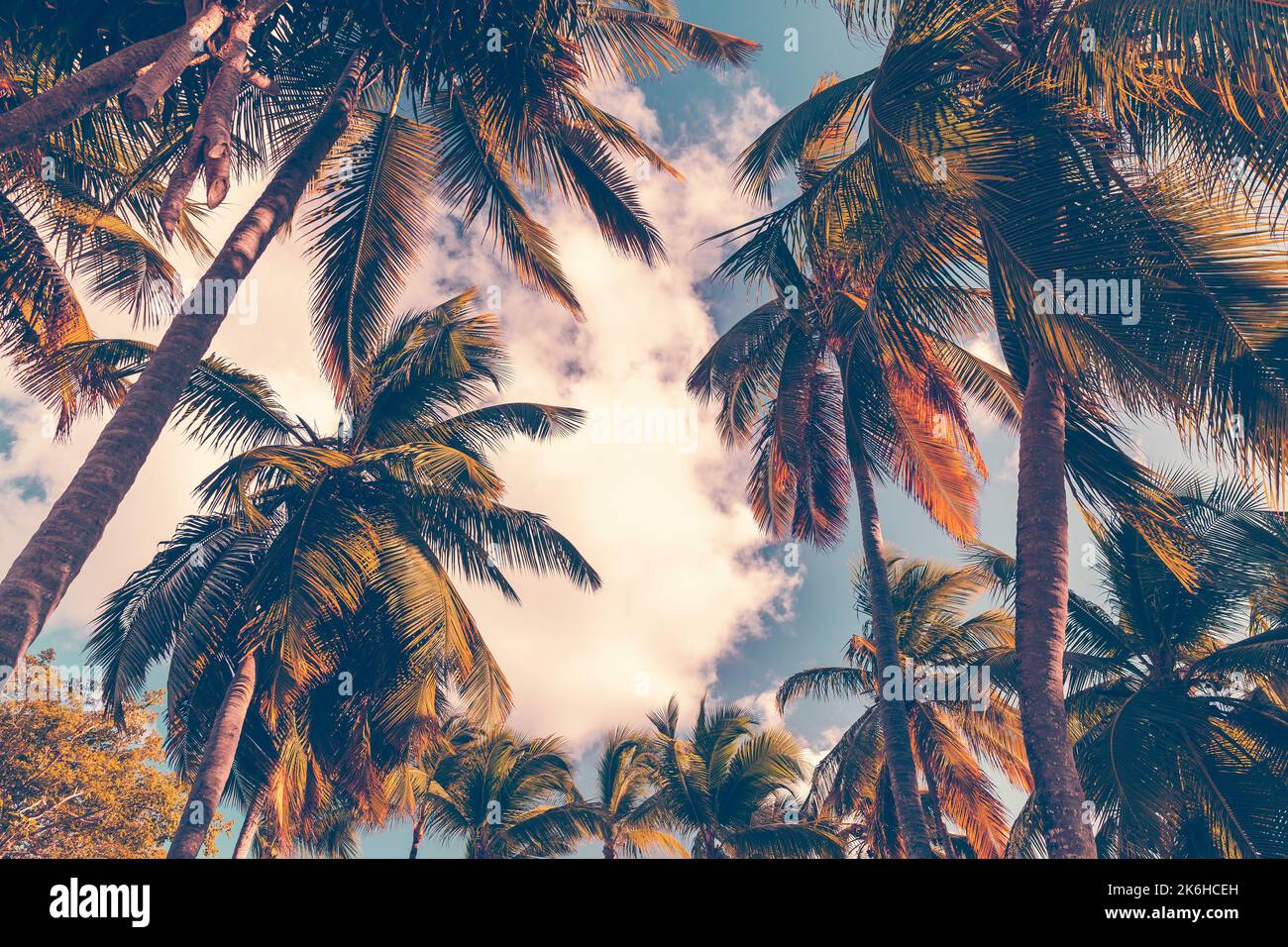 Stilisierter Fotohintergrund mit Kokospalmen unter bewölktem Himmel. Vintage-Foto mit altherlivem Tonwertfilter-Effekt Stockfoto