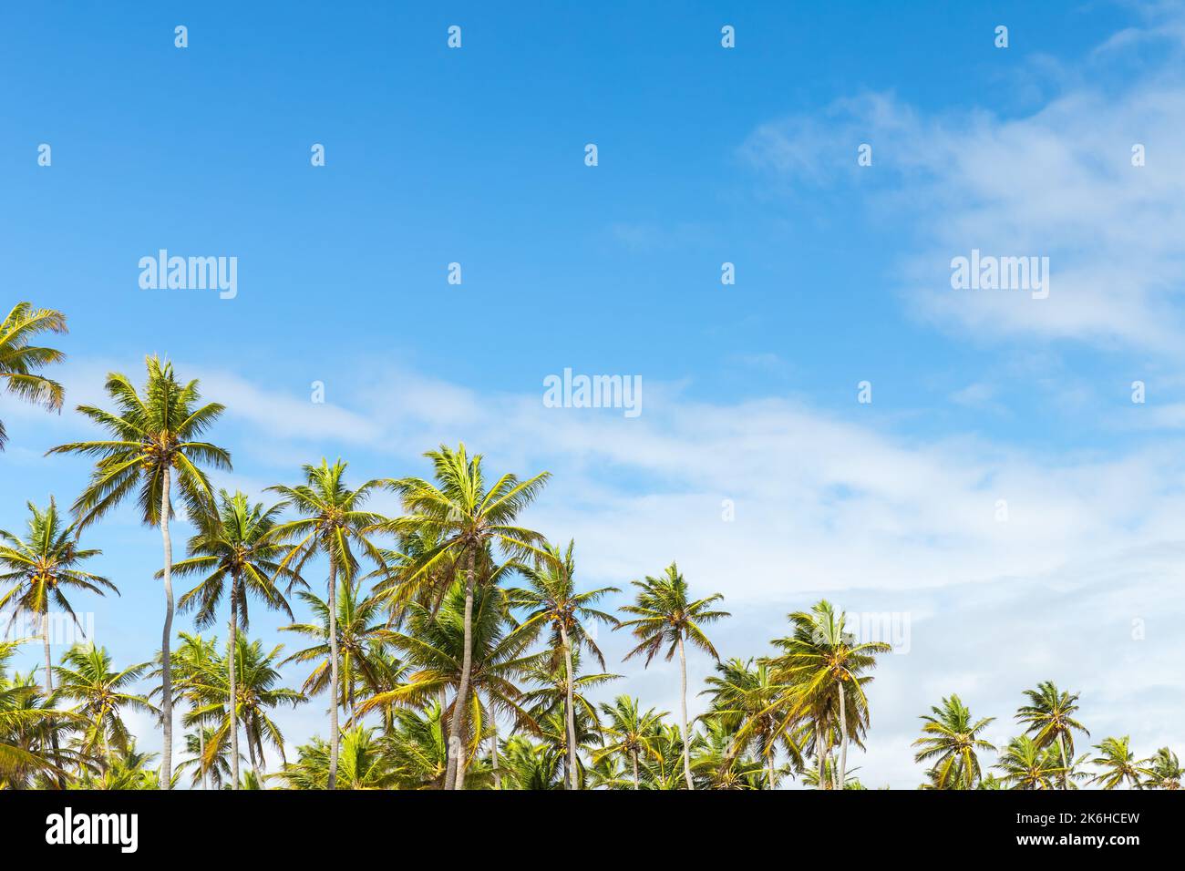 Natürlicher tropischer Fotohintergrund mit Kokospalmen unter wolkenblauem Himmel an einem Tag Stockfoto