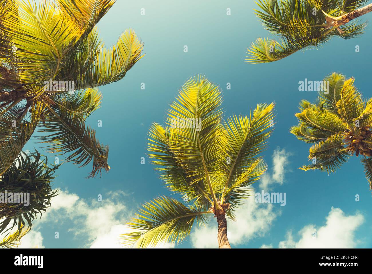 Kokospalmen stehen tagsüber unter blauem Himmel. Stilisiertes Vintage-Foto mit Filtereffekt für Tonwertkorrektur Stockfoto