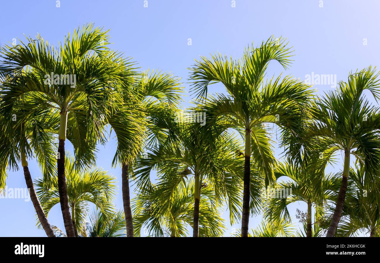 Natürlicher tropischer Fotohintergrund mit Palmen unter blauem Himmel an einem Tag. Roystonea regia, allgemein bekannt als die kubanische Königspalme oder Florida Royal Stockfoto
