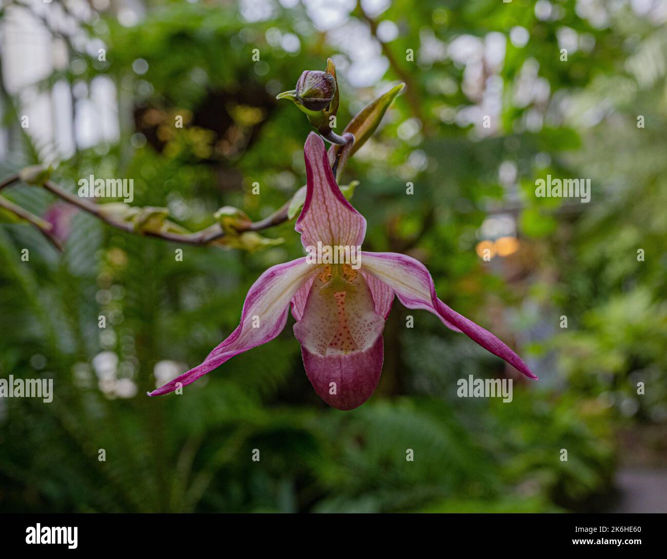 Orchidee (Phragmipedium x dorminianum). Sie ist in Mittel- und Südamerika beheimatet. Baden Württemberg, Deutschland. Baden Württemberg, Deutschland, Euro Stockfoto