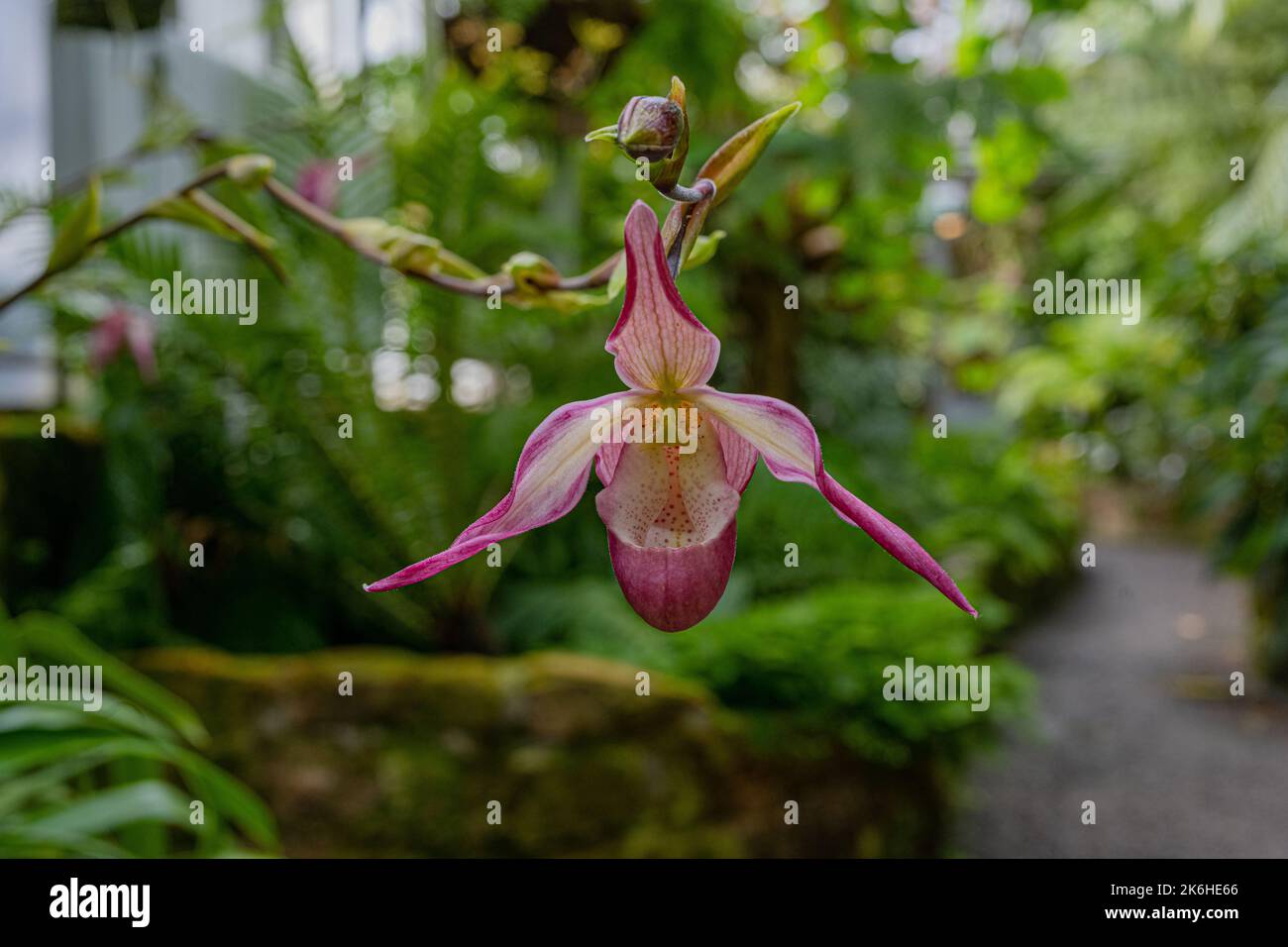 Orchidee (Phragmipedium x dorminianum). Sie ist in Mittel- und Südamerika beheimatet. Baden Württemberg, Deutschland. Baden Württemberg, Deutschland, Euro Stockfoto