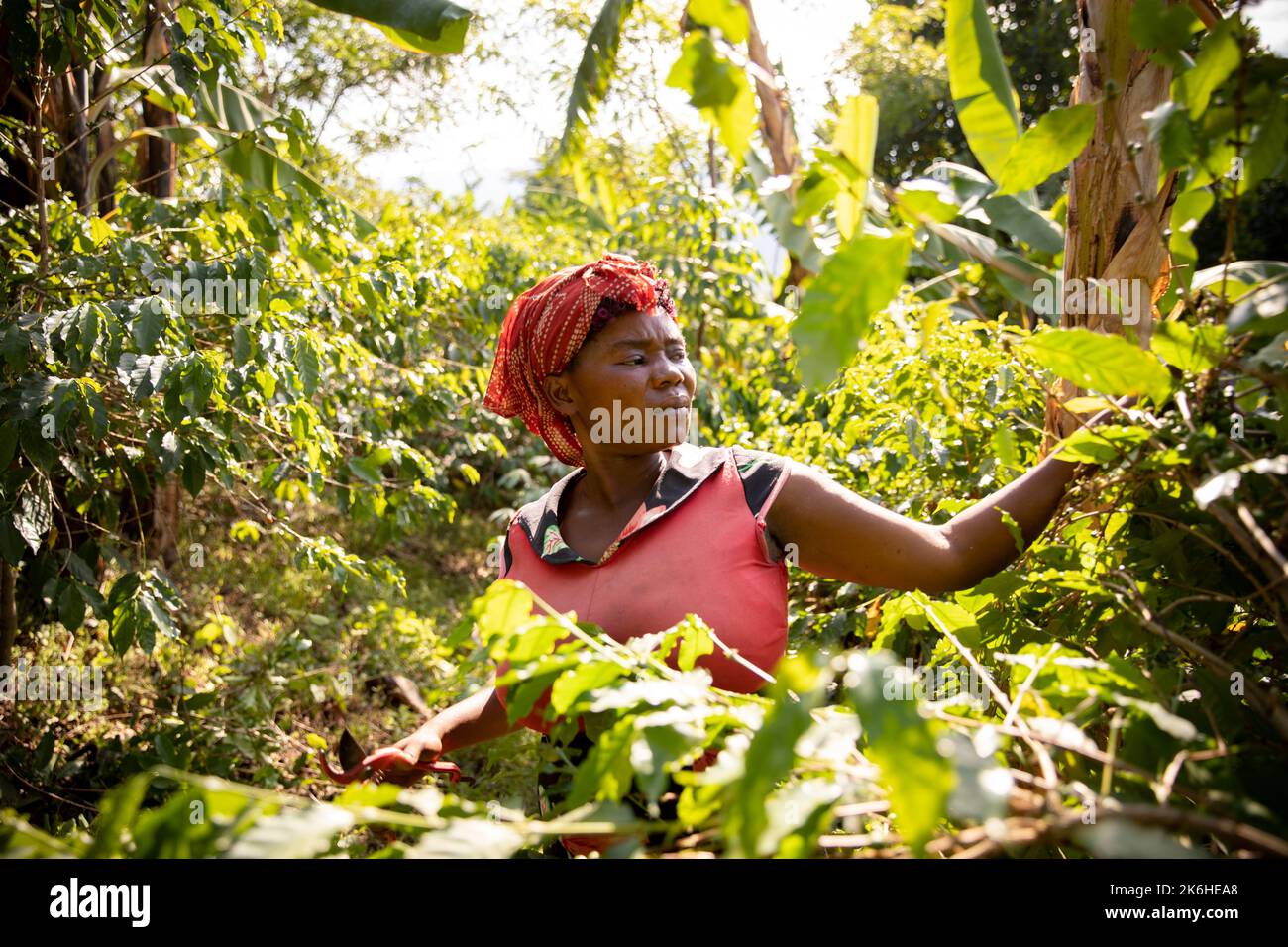 Eine Kleinbäuerin schneidet ihre Kaffeebäume auf ihrer Kaffeefarm im Bezirk Kasese, Uganda, Ostafrika. Stockfoto
