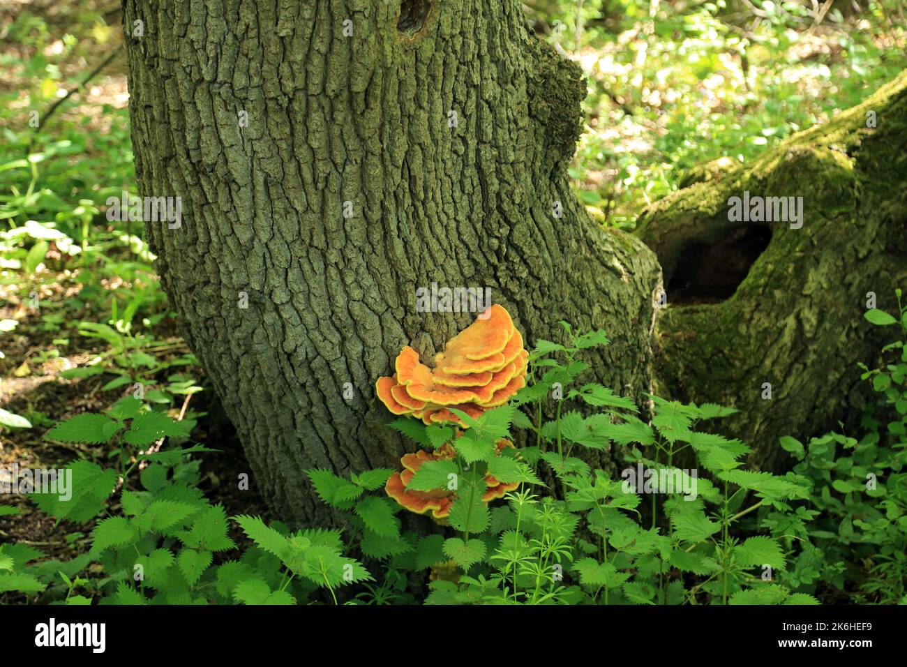 Orange Bracket Pilz an der Seite eines Baumstammes in Streetend Wood, Shadoxhurst, Ashford, Kent, England, Vereinigtes Königreich Stockfoto