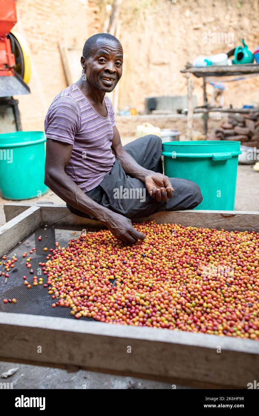 Ein afrikanischer Kleinbauern Qualität sortiert seine Kaffeekirschernte auf einem Trocknungsbett im Kasese District, Westugandland, Ostafrika. Stockfoto