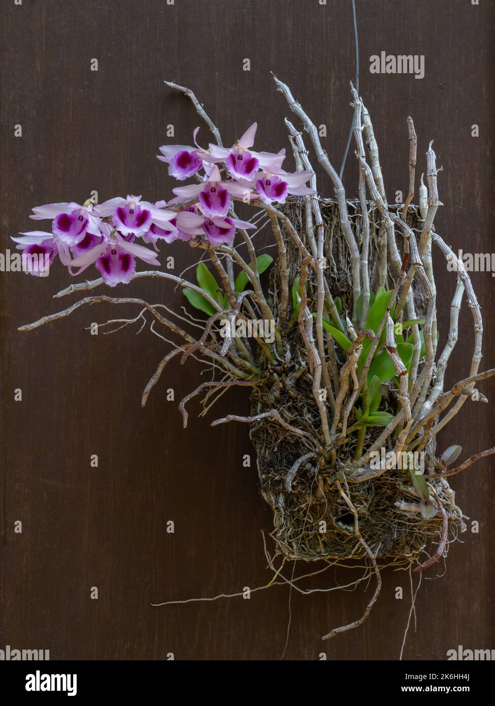 Schöne blühende weiße und violette dendrobium anosmum epiphtyic Orchideenarten isoliert auf dunklem Holz Hintergrund Stockfoto