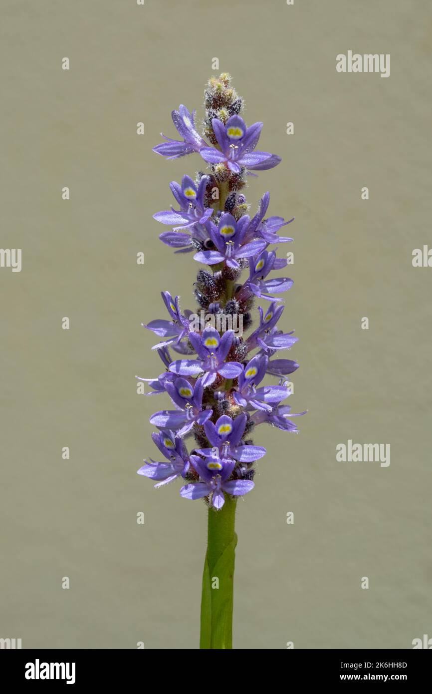 Schöne Lavendel blaue Blume der Wasserpflanze pontederia cordata aka pickerelweed auf hellem Hintergrund Stockfoto