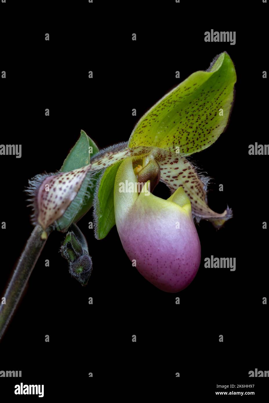 Nahaufnahme Seitenansicht der leuchtend gelb-grünen und lila rosa Blume der Dame Slipper Orchideenart paphiopedilum moquetteanum isoliert auf schwarzem Hintergrund Stockfoto