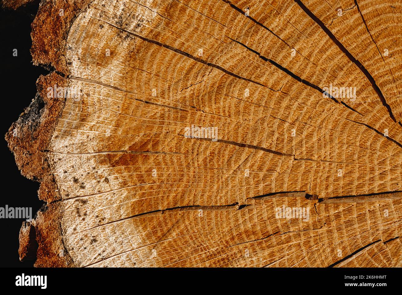 Holzhintergrundstruktur. Gefällter runder Baum ist in Nahaufnahme mit jährlichen radialen Ringen und Rissen von der Mitte dargestellt. Dicke Rinde und schwarzer Pilz auf dem Rohstoff. Stockfoto