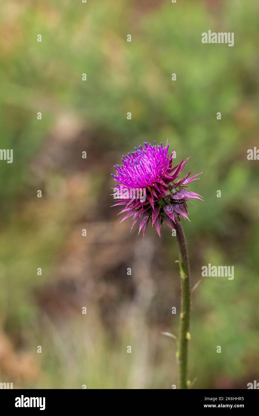 Moschusdistel, nickender Distel, giftig, Unkraut, Carduus-Nutans, Stockfoto