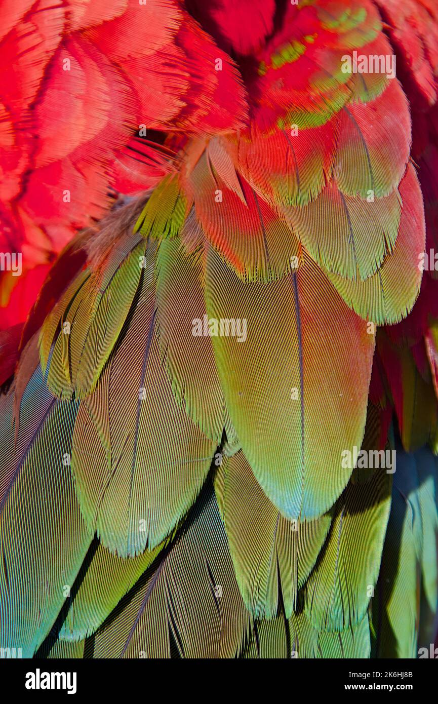 Detail der Federn Grüner Oberflügel bedeckt einen roten und grünen Ara, Ara chloropterus Stockfoto