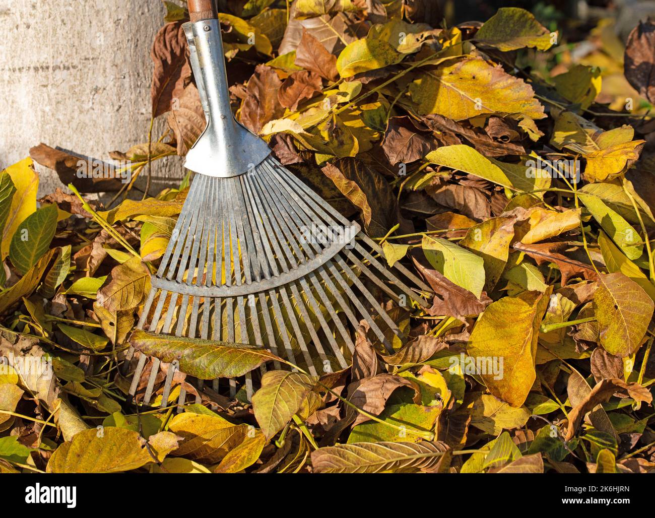 Bunte Herbstblätter mit Rechen, goldener oktober Stockfoto