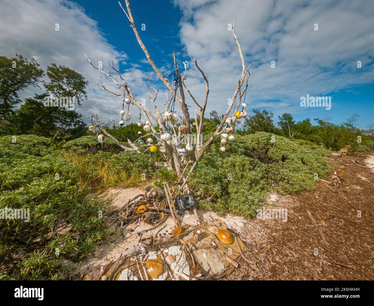 An toten Mangrovenbäumen in Key Largo, Florida Keys, USA, hängende Netzschwimmer Stockfoto