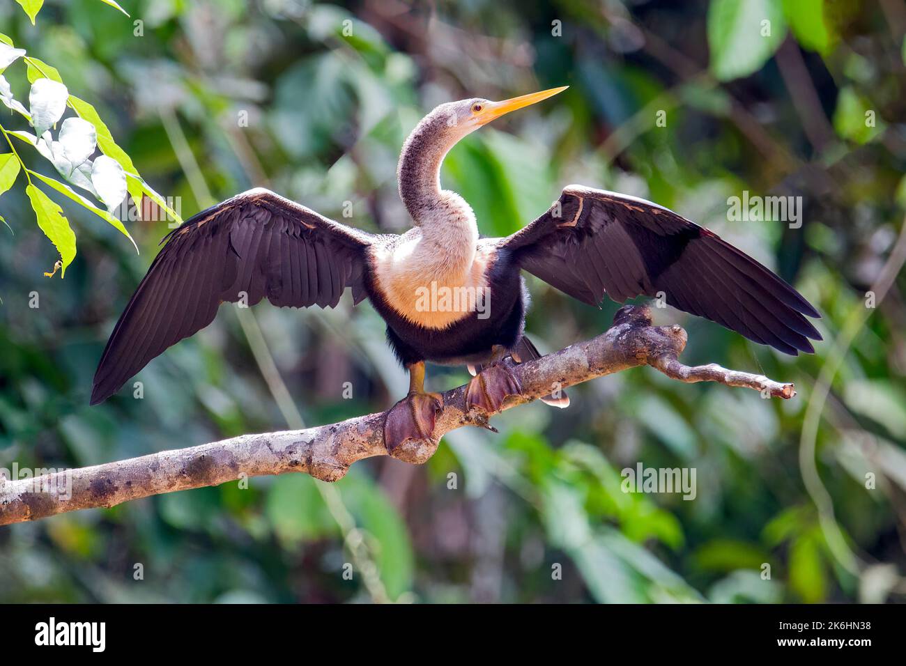 Die Anhinga, manchmal auch Schlangenvögel, Darter, amerikanische Darter oder wassertürke genannt, Ecuador, ein Dschungel, Amazonasgebiet Stockfoto