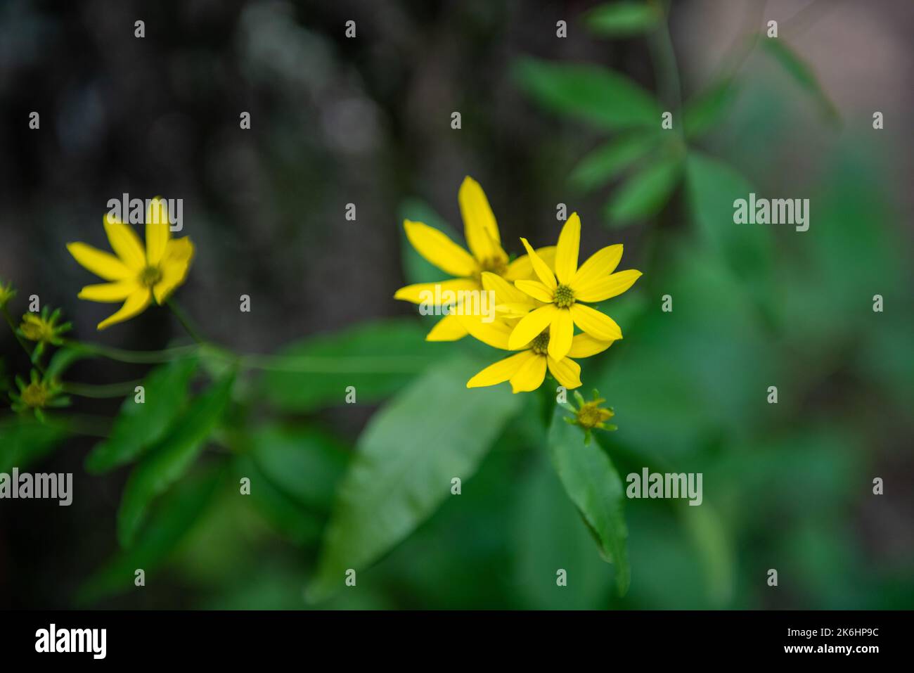 Pflanze Nahaufnahme der Blüten Alabama Stockfoto