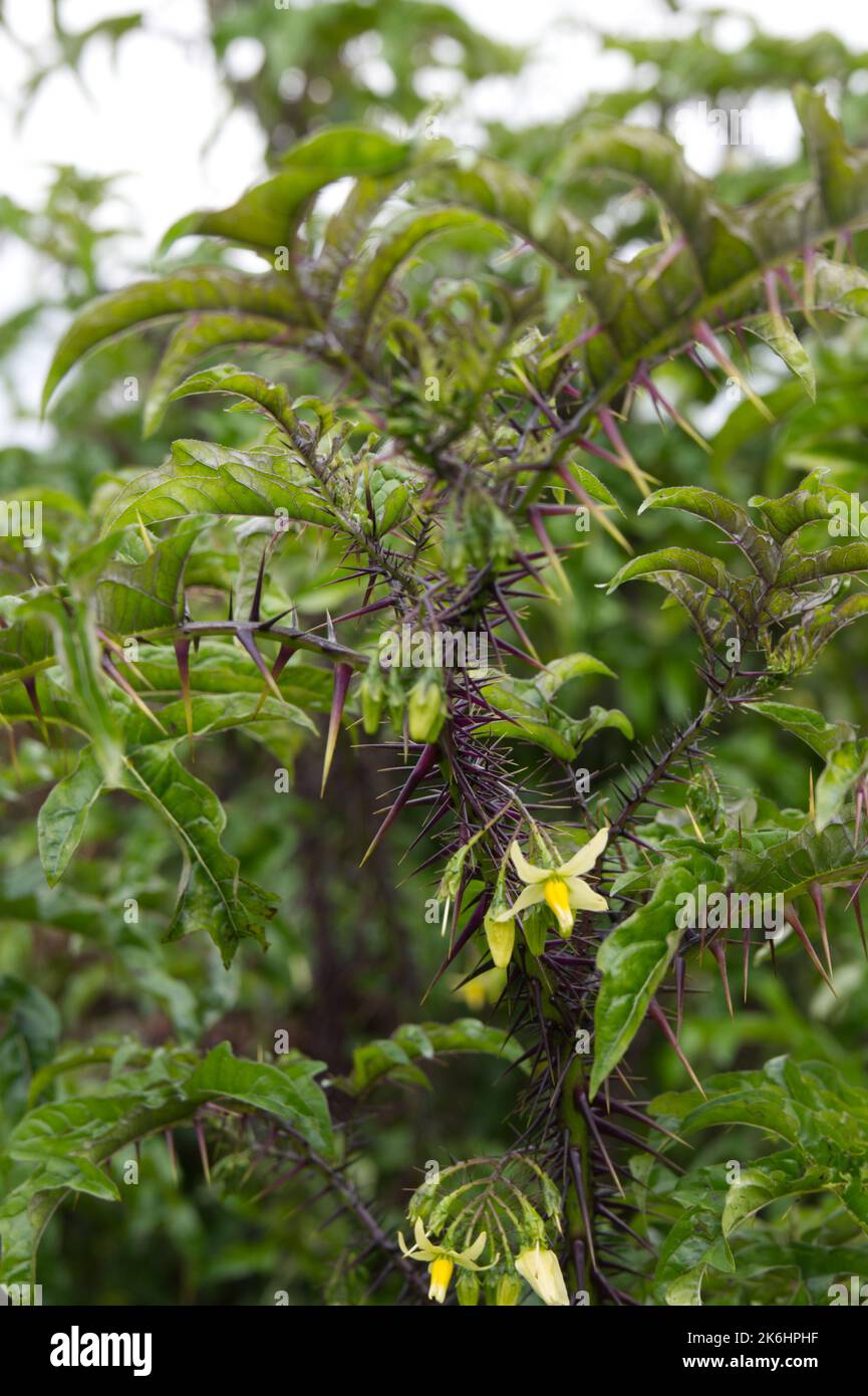 Sommerblumen, wenn spurig, architektonische Pflanze Solanum atropurpurem ganzjährig aus Brasilien im britischen Garten Juli Stockfoto Sommerblumen, wenn spurig, architektonische Pflanze Solanum atropurpurem ganzjährig aus Brasilien im britischen Garten Juli Stockfoto