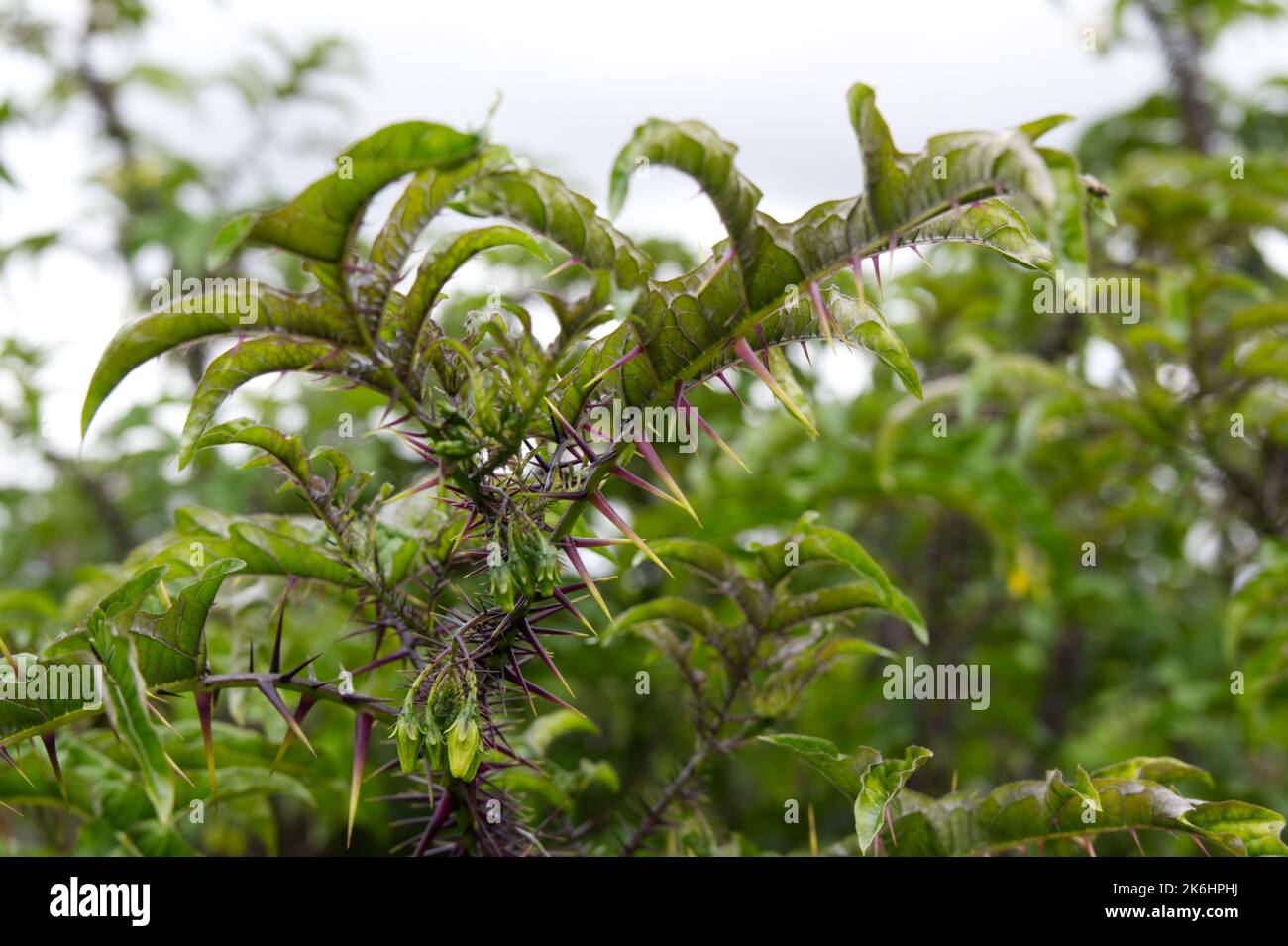 Sommerblumen, wenn spurig, architektonische Pflanze Solanum atropurpurem ganzjährig aus Brasilien im britischen Garten Juli Stockfoto Sommerblumen, wenn spurig, architektonische Pflanze Solanum atropurpurem ganzjährig aus Brasilien im britischen Garten Juli Stockfoto