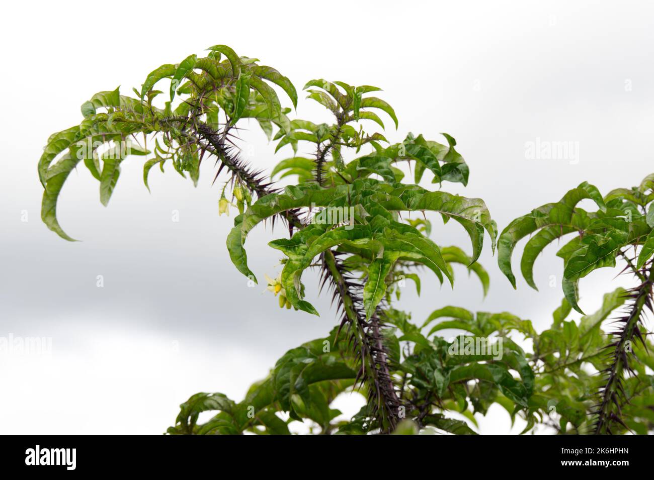 Sommerblumen, wenn spurig, architektonische Pflanze Solanum atropurpurem ganzjährig aus Brasilien im britischen Garten Juli Stockfoto