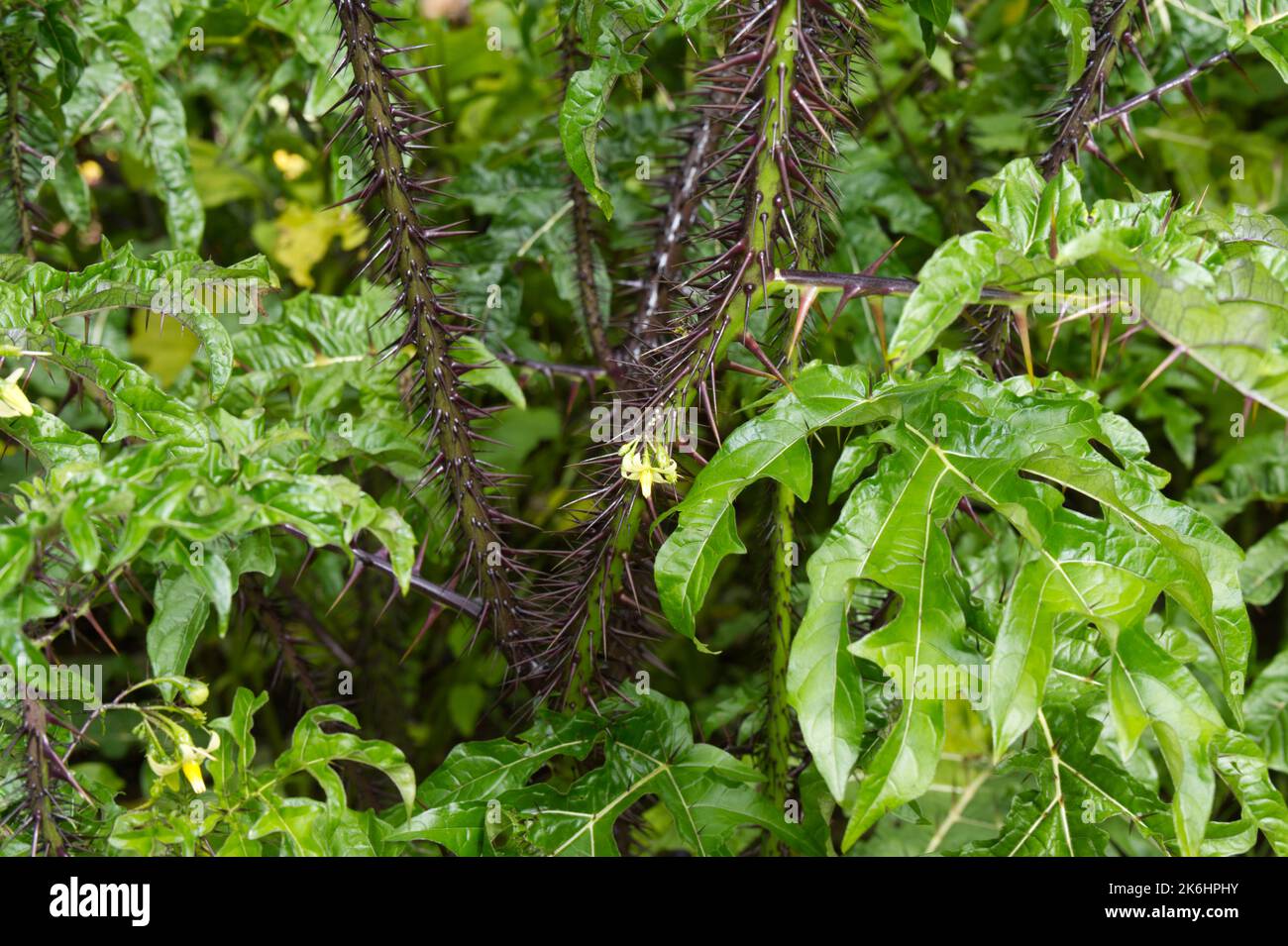 Sommerblumen, wenn spurig, architektonische Pflanze Solanum atropurpurem ganzjährig aus Brasilien im britischen Garten Juli Stockfoto