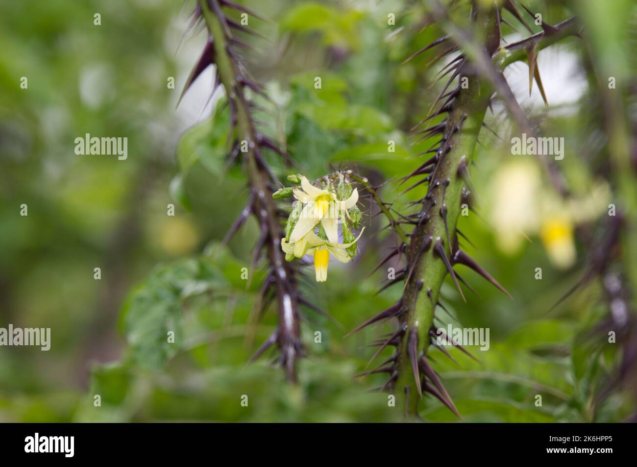 Sommerblumen, wenn spurig, architektonische Pflanze Solanum atropurpurem ganzjährig aus Brasilien im britischen Garten Juli Stockfoto