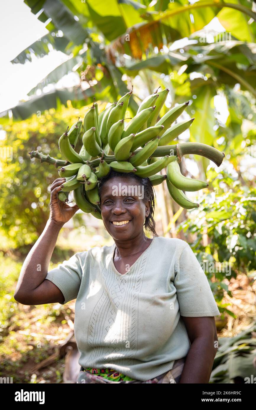 Eine Frau trägt einen Haufen frisch geernteter Bananen auf ihrer Farm im Bezirk Kasese, Uganda, Ostafrika. Stockfoto