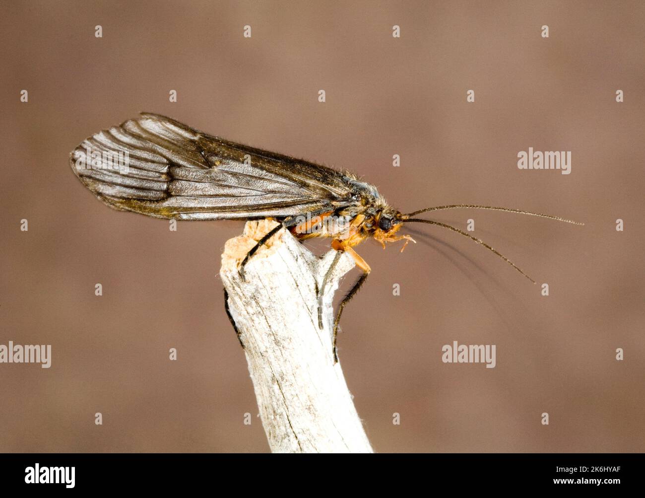 Detail einer Caddis-Fliege im Oktober oder Caddisfly, einem großen, orange-roten Mitglied der Caddis Fly-Familie. Stockfoto