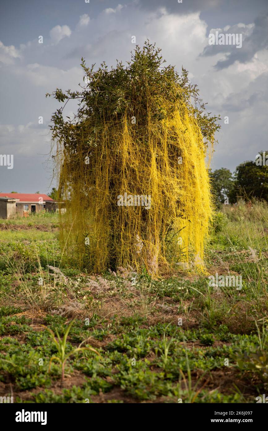 Dodder Weed (cuscuta)-Befall in Uganda, Ostafrika. Stockfoto