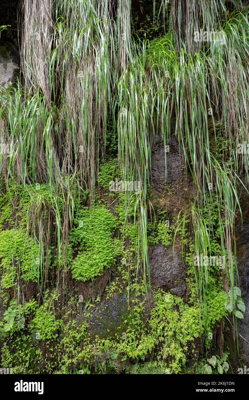 Üppiges Grün um einen Wasserfall auf dem Mount Elgon, Uganda, Ostafrika Stockfoto