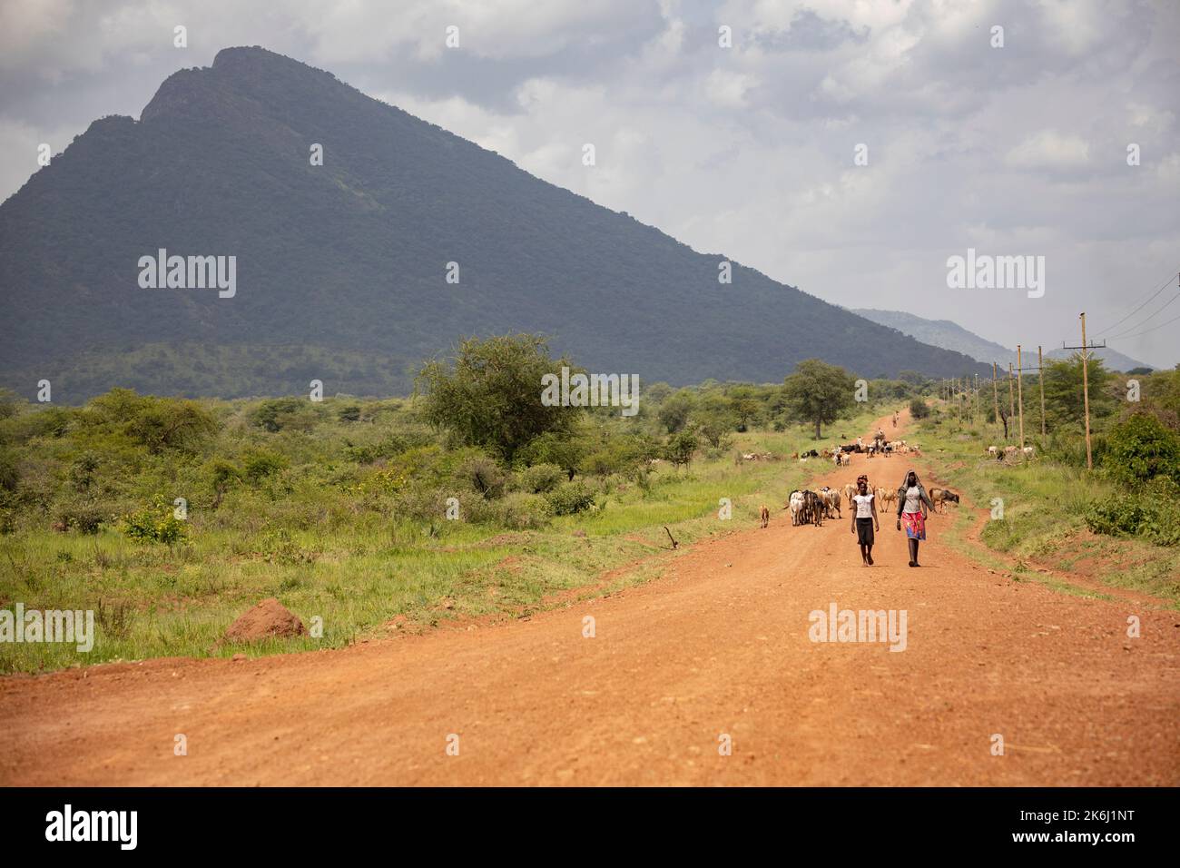 Fußgänger und Rinder bewegen sich auf einer unbefestigten Straße im abgelegenen Abim District, Uganda, Ostafrika. Stockfoto